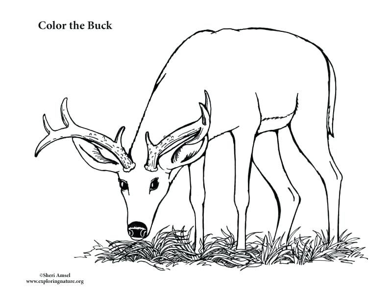 Deer Buck Coloring Pages At GetColorings Free Printable Colorings 