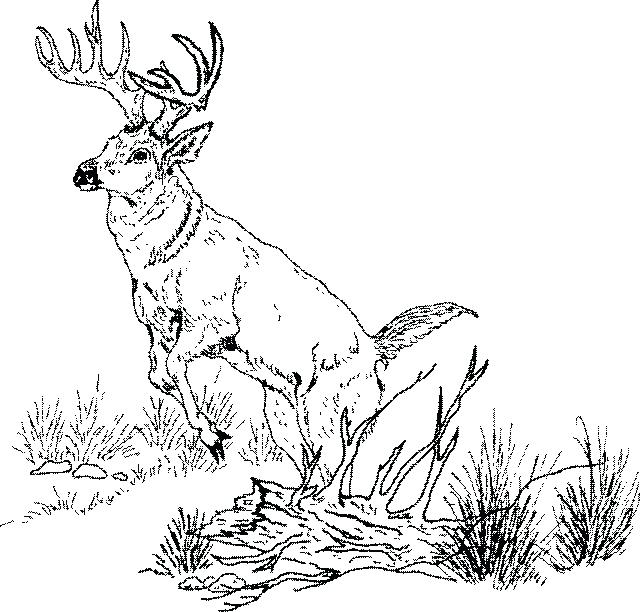 Deer Buck Coloring Pages at GetColorings.com | Free printable colorings