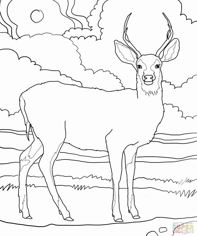 Deer Coloring Pages at GetColorings.com | Free printable colorings