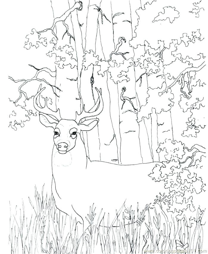 Deer Coloring Pages Printable at GetColorings.com | Free printable