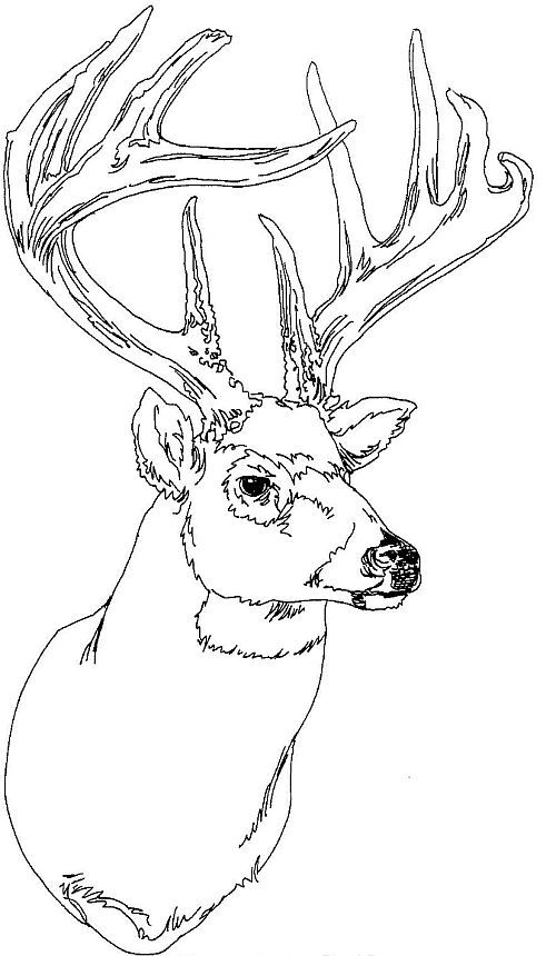 Deer Face Coloring Pages At GetColorings Free Printable Colorings 