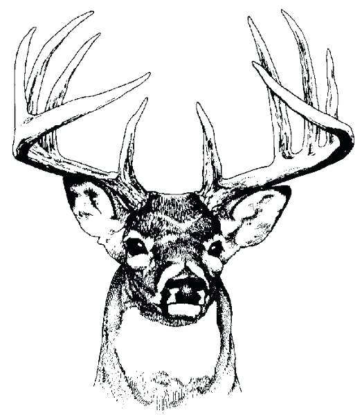 Deer Head Coloring Pages At GetColorings Free Printable Colorings 