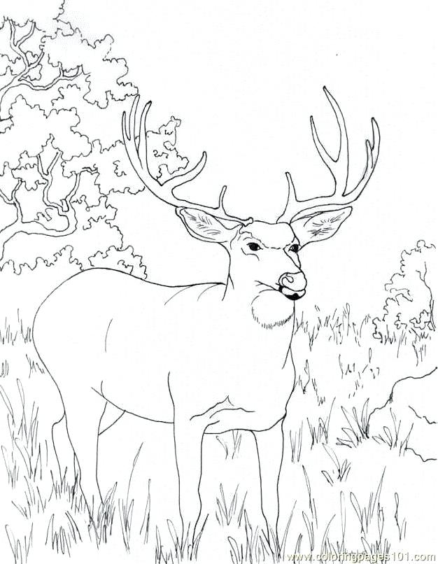 Deer Hunting Coloring Pages at Free