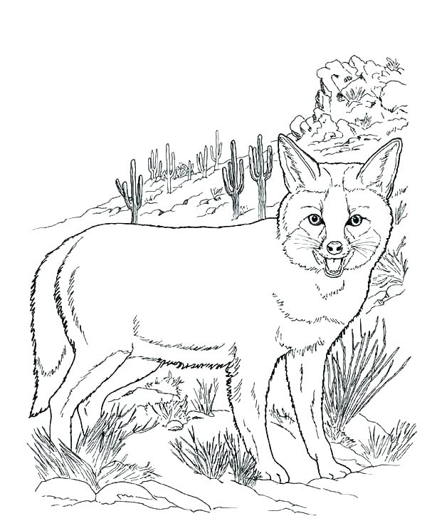 Desert Animals Coloring Pages at GetColorings.com | Free printable
