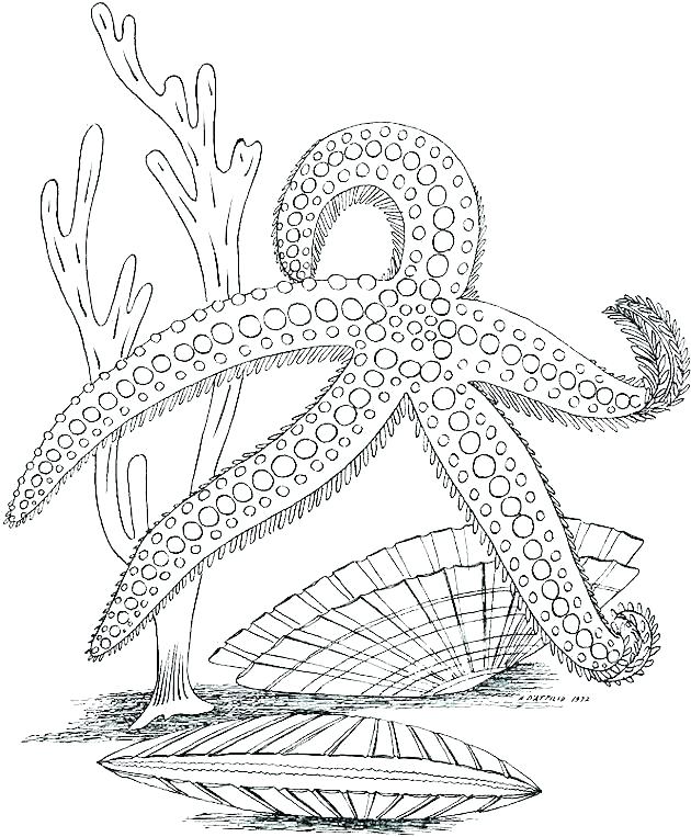 Desert Plants Coloring Pages at GetColorings.com | Free printable