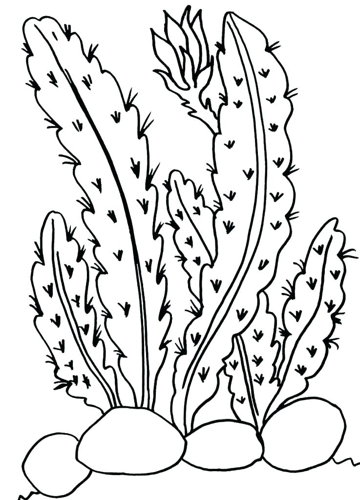 Desert Plants Coloring Pages at Free printable