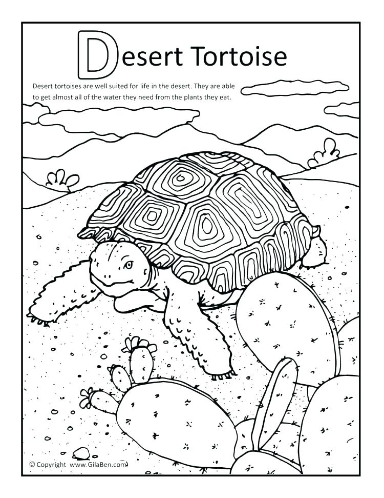 Desert Plants Coloring Pages at GetColorings.com | Free printable