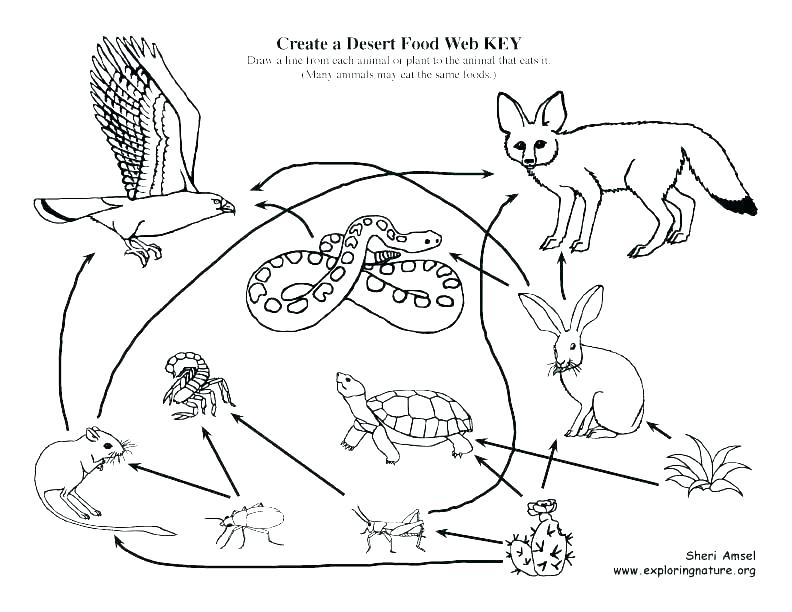 Desert Tortoise Coloring Page At Getcolorings.com 