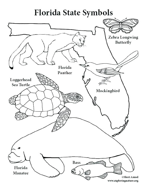 Detailed Bird Coloring Pages at GetColorings.com | Free printable