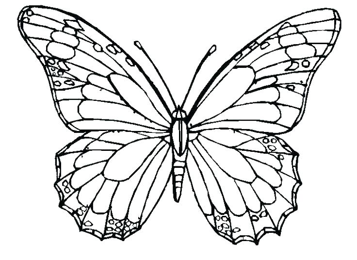 Detailed Butterfly Coloring Pages at GetColorings.com | Free printable