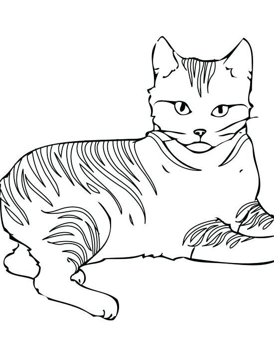 Detailed Cat Coloring Pages at GetColorings.com | Free printable