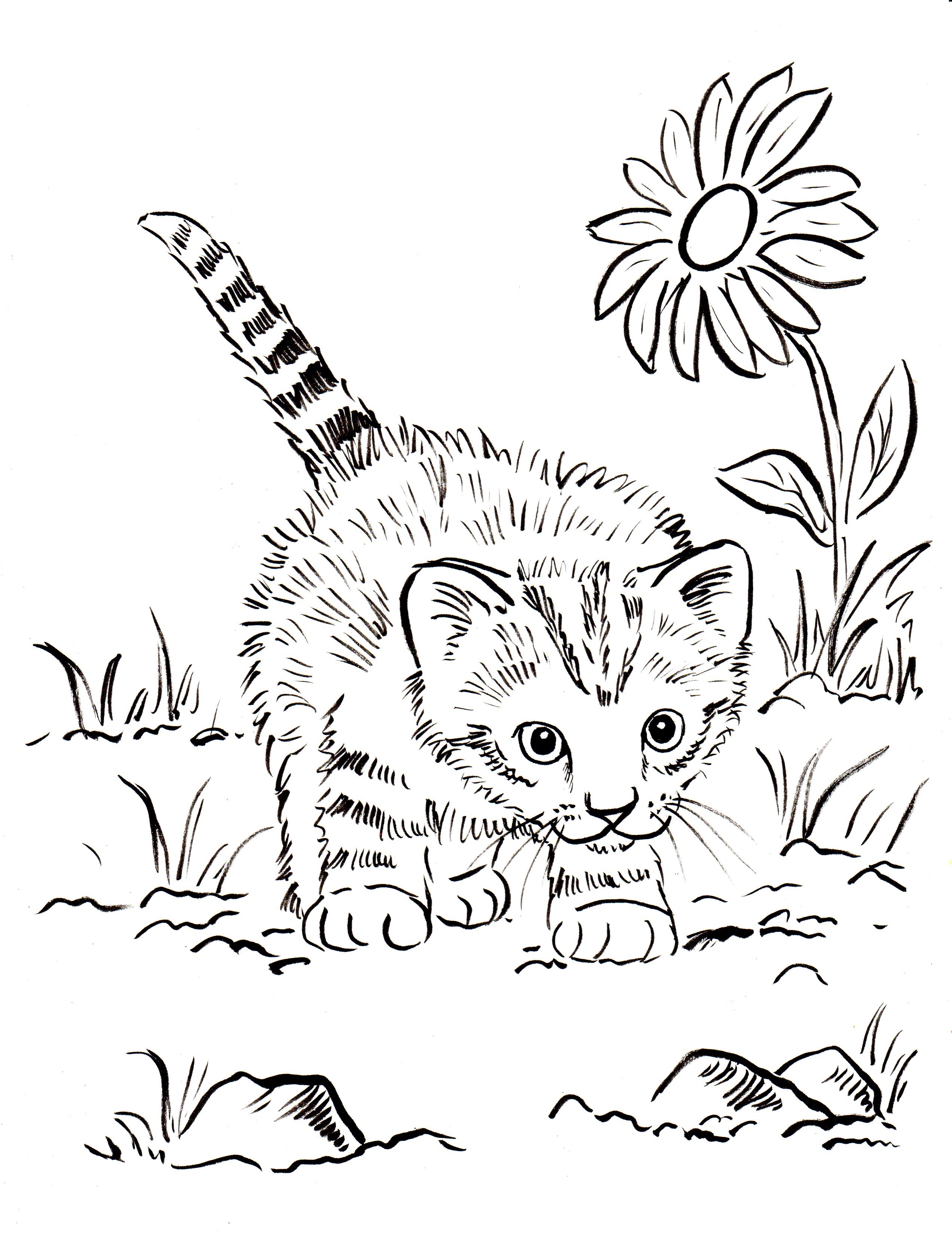 Detailed Cat Coloring Pages at GetColorings.com | Free printable