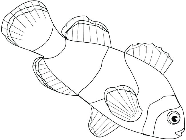 Detailed Fish Coloring Pages at GetColorings.com | Free printable