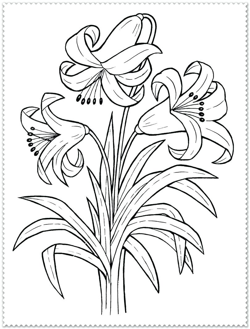Detailed Flower Coloring Pages at GetColorings com Free printable