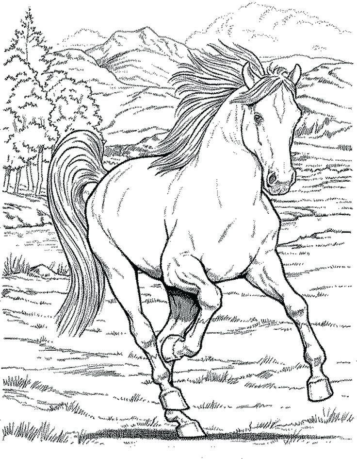 Detailed Horse Coloring Pages at GetColorings.com | Free printable