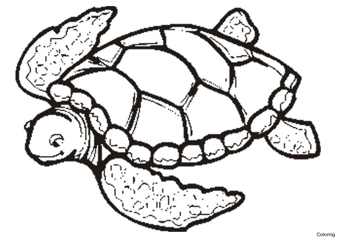 detailed-turtle-coloring-pages-at-getcolorings-free-printable