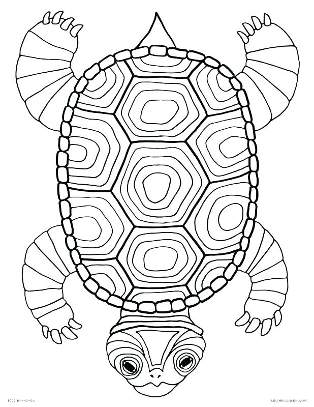 Detailed Turtle Coloring Pages at GetColorings.com | Free printable