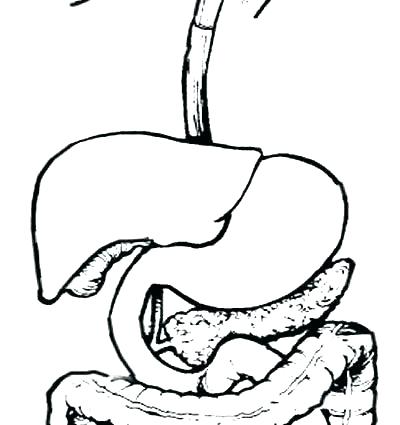 Digestive System Coloring Page at GetColorings.com | Free printable