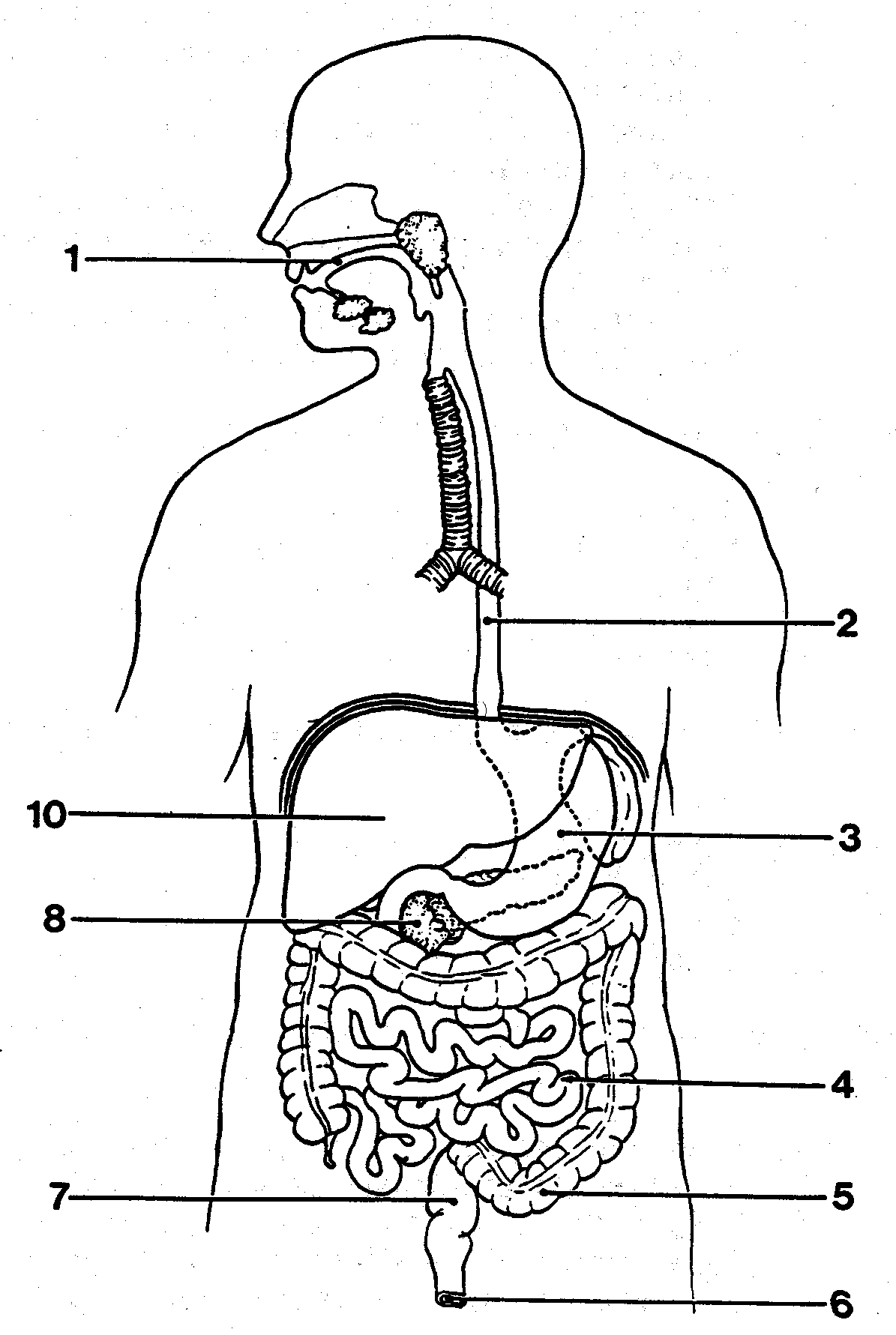 Digestive System Coloring Page At GetColorings Free Printable