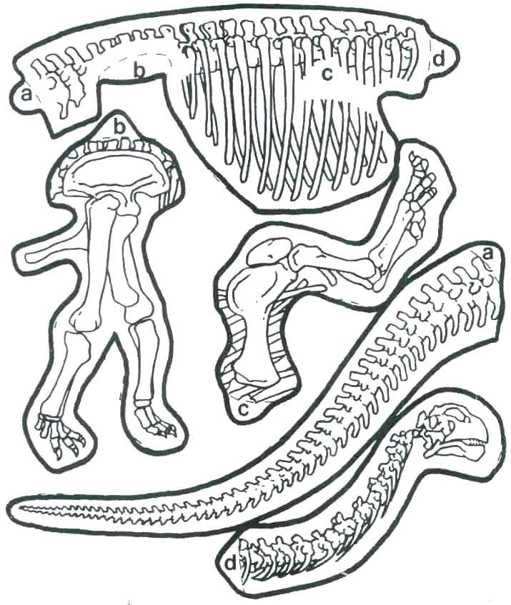 dinosaur-fossil-coloring-pages-at-getcolorings-free-printable-colorings-pages-to-print-and