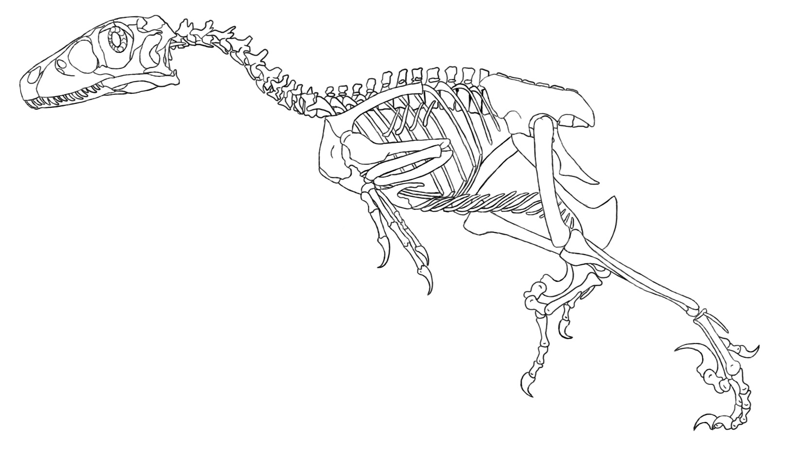 Dinosaur Skeleton Coloring Pages at GetColorings.com | Free printable