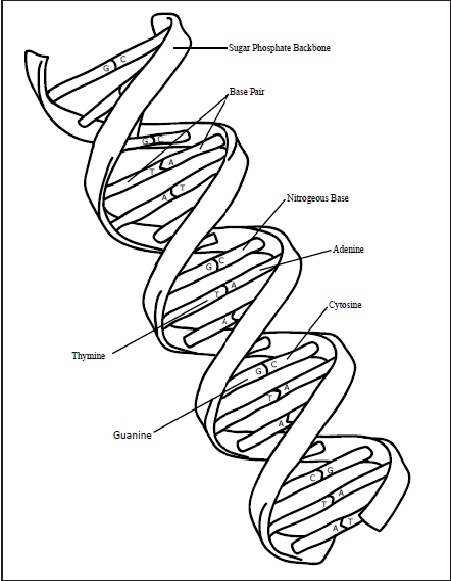 Dna Structure Coloring Worksheet