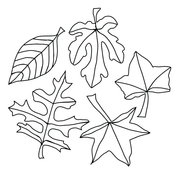 dogwood-tree-coloring-page-at-getcolorings-free-printable