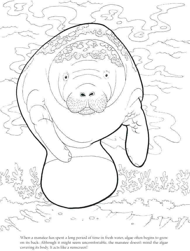 Dugong Coloring Pages at GetColorings.com | Free printable colorings