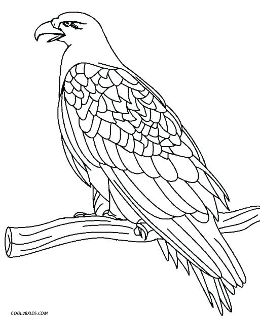 Eagle Coloring Pages For Adults at GetColorings.com | Free printable