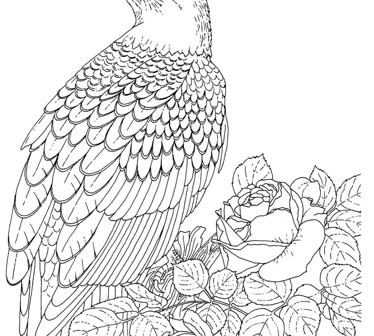 Eagle Coloring Pages For Adults at GetColorings.com | Free printable