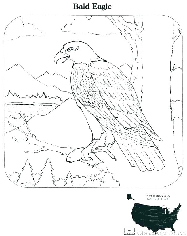 Eagle Coloring Pages For Kids At Getcolorings Com Free Printable
