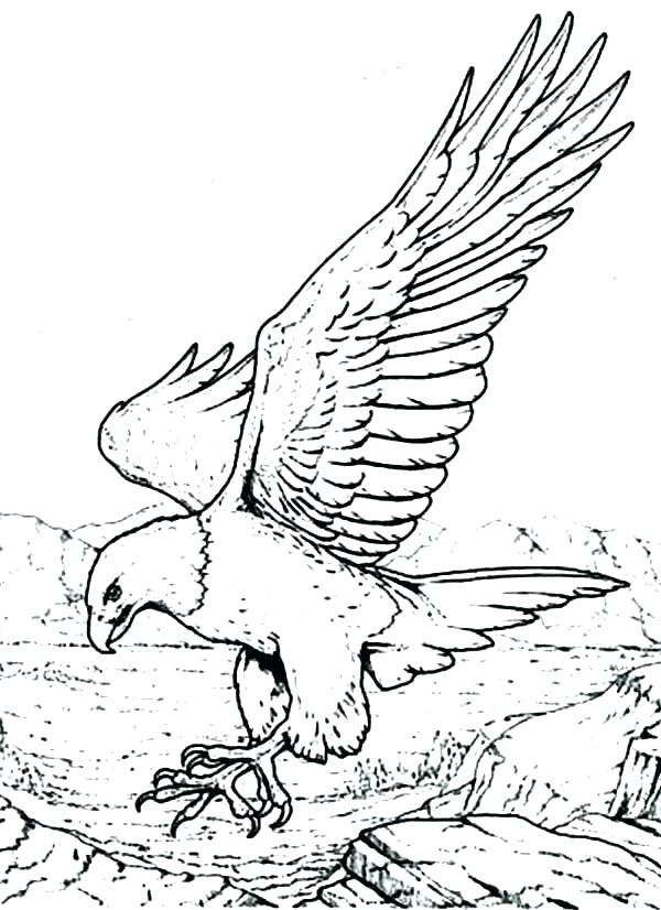 Eagle Flying Coloring Pages at GetColorings.com | Free printable