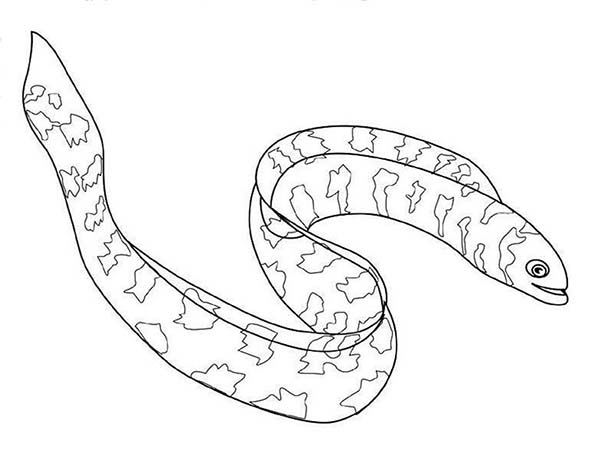 Electric Eel Coloring Page At Free Printable