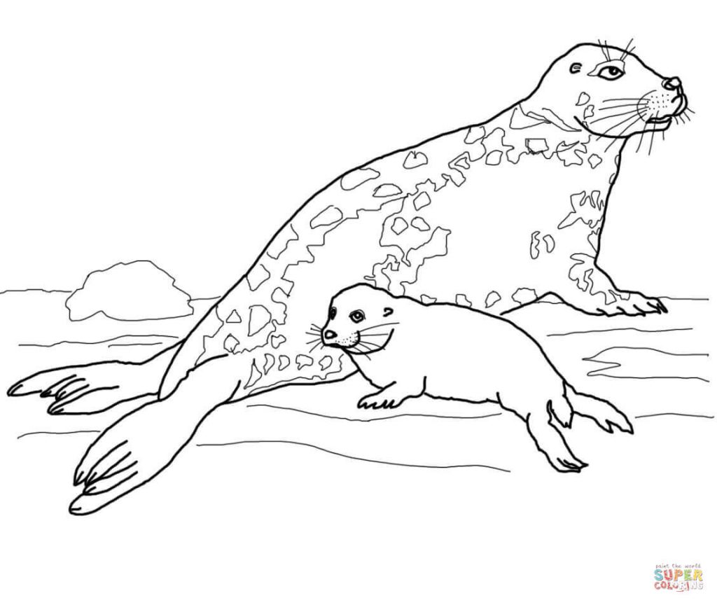 Elephant Seal Coloring Page at GetColorings.com | Free printable