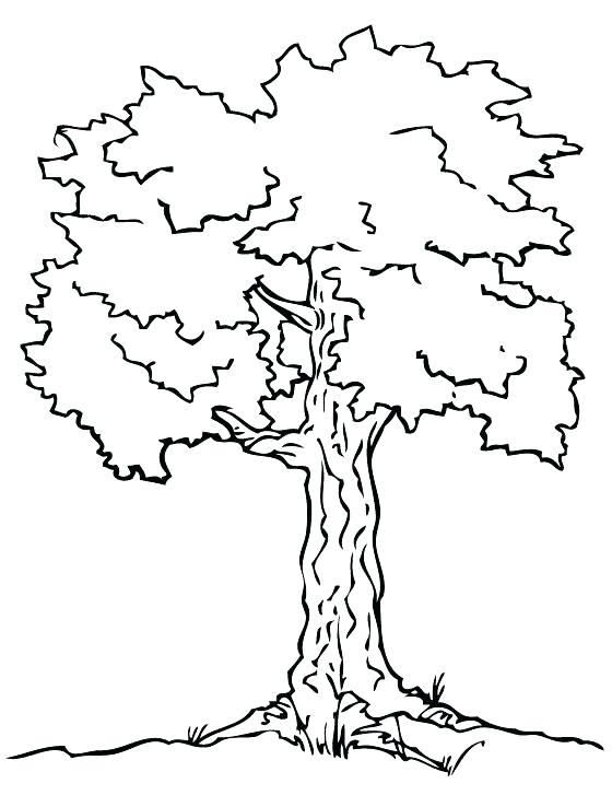 Elm Tree Coloring Pages at Free printable colorings