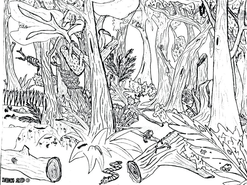 Enchanted Forest Coloring Pages at Free printable