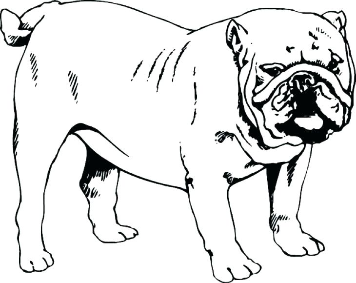 English Bulldog Coloring Pages Printable At GetColorings Free 