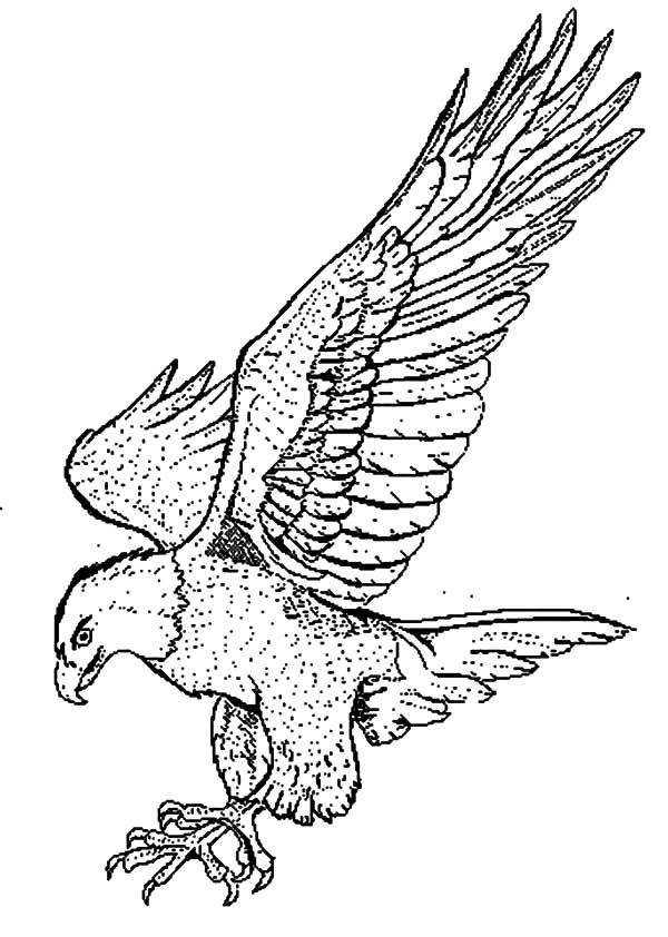 Falcon Coloring Pages at GetColorings.com | Free printable colorings