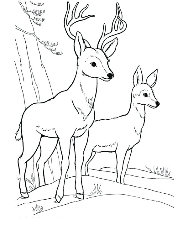 Fawn Coloring Pages at GetColorings.com | Free printable colorings