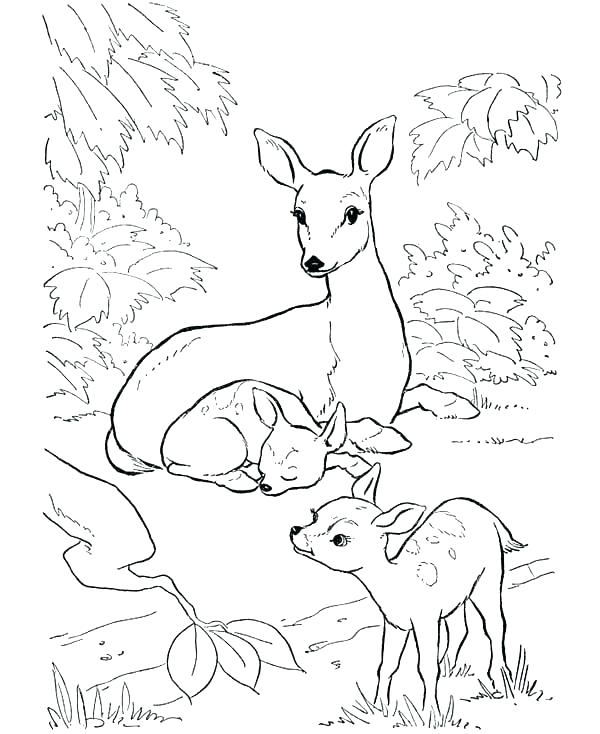 Fawn Coloring Pages at GetColorings.com | Free printable colorings