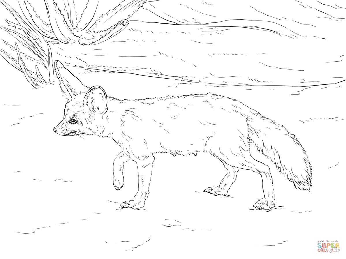 Fennec Fox Coloring Page at GetColorings.com | Free printable colorings