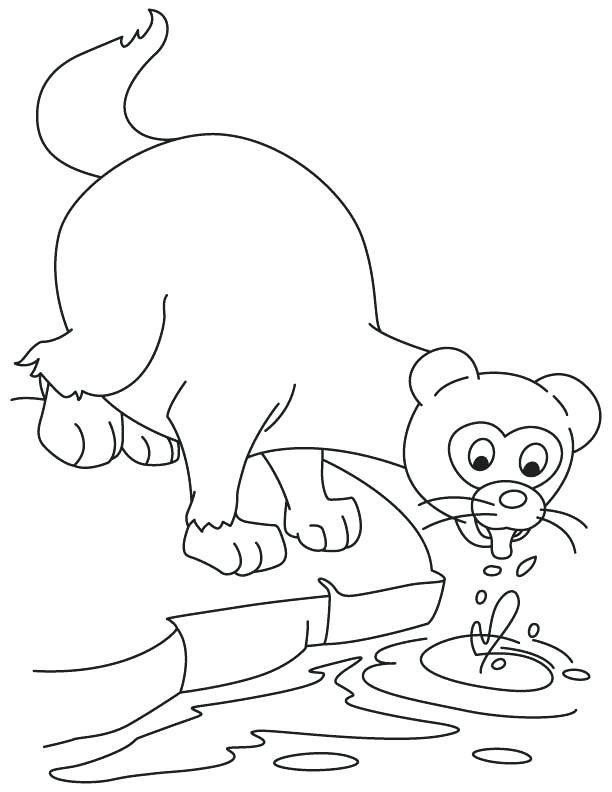 Ferret Coloring Pages at GetColorings.com | Free printable colorings