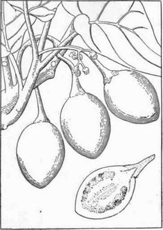 Fig Tree Coloring Page at GetColorings.com | Free printable colorings