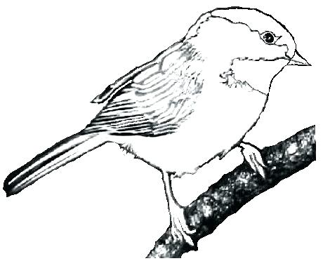 Finch Coloring Page At Getcolorings.com 