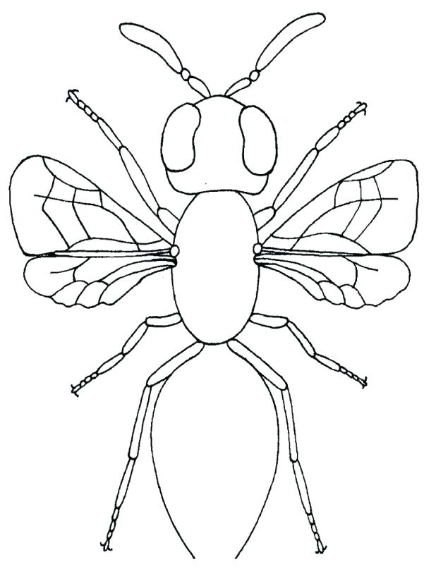 printable firefly coloring page Firefly coloring page