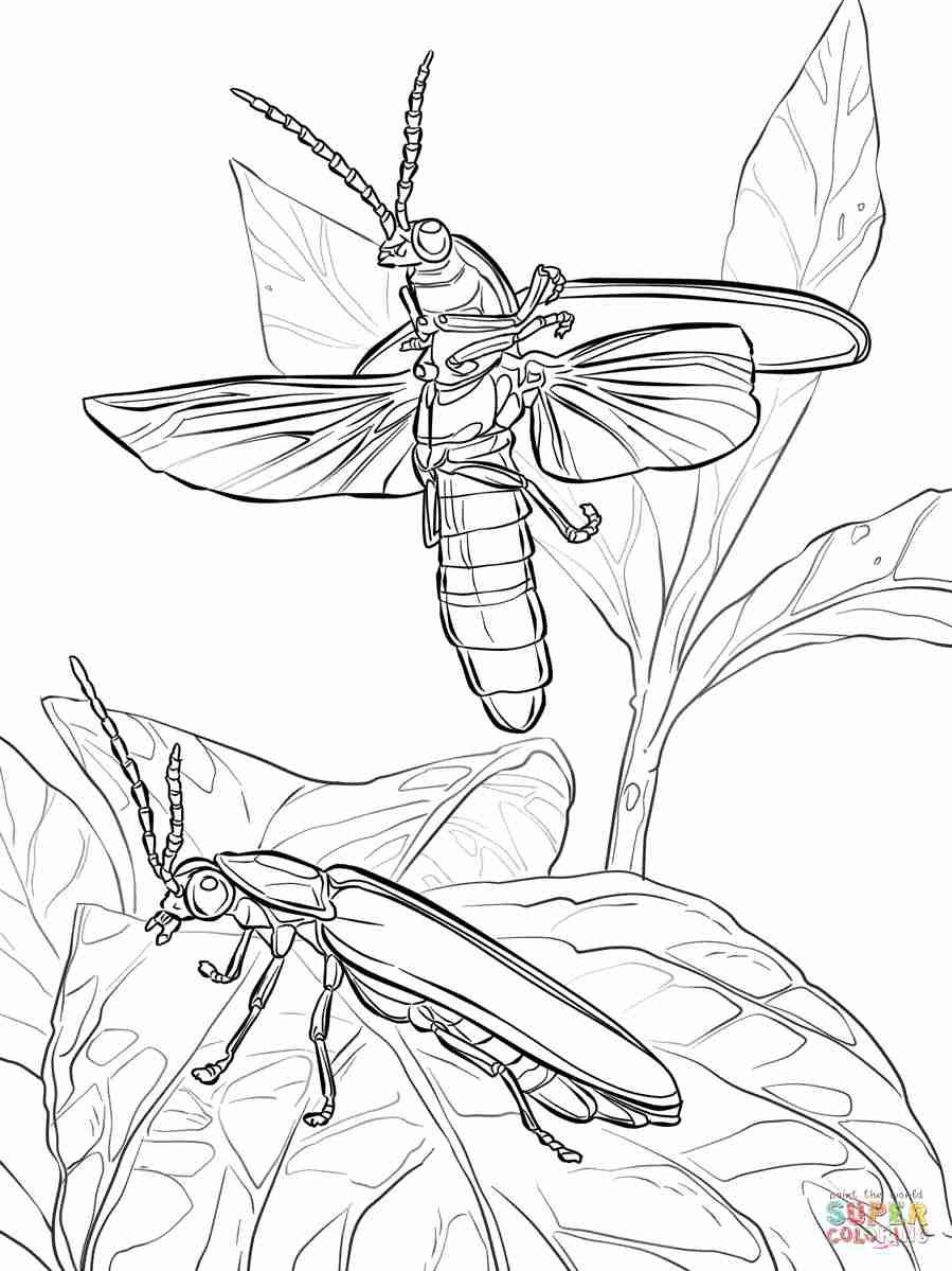 Firefly Coloring Page at GetColorings.com | Free printable colorings