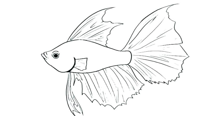 Fishing Pole Coloring Page at GetColorings.com | Free printable