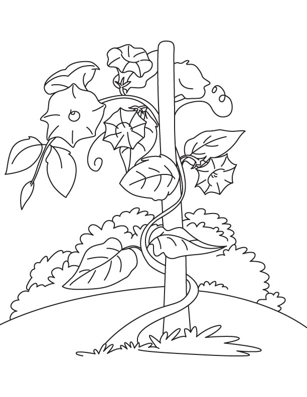 Flower Vine Coloring Pages at Free printable