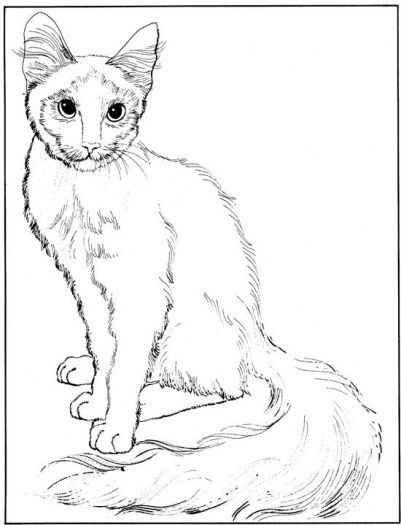 Fluffy Cat Coloring Pages At Getcolorings.com 