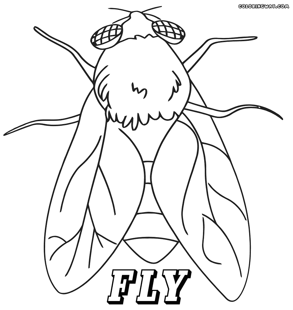 Fly Coloring Page at GetColorings.com | Free printable colorings pages